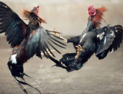 Kapolsek Mapanget Akui Tak Tahu Ada Judi Sabung Ayam Beromset Ratusan Juta di Wilayahnya
