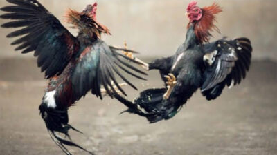 Kapolsek Mapanget Akui Tak Tahu Ada Judi Sabung Ayam Beromset Ratusan Juta di Wilayahnya
