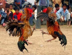 Dugaan Aliran Dana ke Oknum Pejabat Polsek dari Pengelola Judi Sabung Ayam Kayuwatu