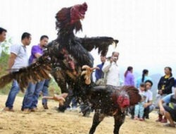 Diduga di Back Up Mantan Pala, Judi Sabung Ayam di Kayuwatu Bebas Beroperasi Tiap Hari