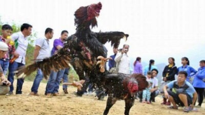 Diduga di Back Up Mantan Pala, Judi Sabung Ayam di Kayuwatu Bebas Beroperasi Tiap Hari