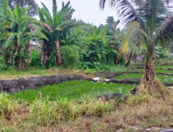 Lahan SMKN PP Kalasey Disewakan, Diduga Jadi Ladang Bisnis Oknum Pejabat Sekolah