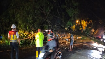 Hanya Butuh 26 Menit, BPJN Sulut Berhasil Evakuasi Pohon Rubuh di Ring Road