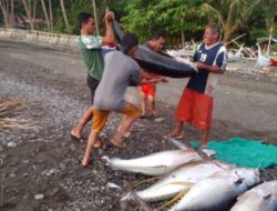 Sangihe Siap Ekspor Ikan Tuna ke Filipina