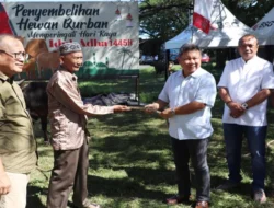 Bank SulutGo Sumbang 35 Ekor Sapi Kurban di Idul Adha 1445 H