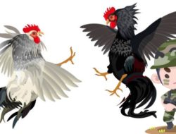 Dikabarkan Dikawal Oknum TNI, Embo Bebas Gelar Judi Sabung Ayam di Minanga Malalayang