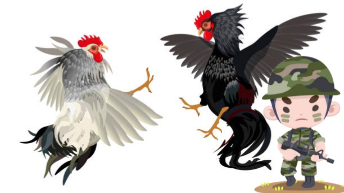 Gambar Ilustrasi Judi Sabung Ayam dikawal oknum TNI